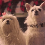 Image for the Film programme "The Three Dogateers"