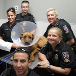Image for the Documentary programme "Animal Cops San Francisco"
