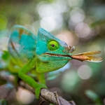 Image for episode "The Hardest Challenge" from Nature programme "The Hunt"