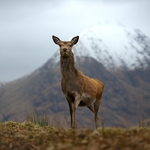 Image for the Nature programme "Loch Lomond: A Year in the Wild"