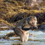 Image for episode "Race Against Time (Coasts)" from Nature programme "The Hunt"