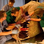 Image for the Documentary programme "Dino Autopsy"