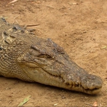 Image for the Nature programme "Australia's Deadly Countdown"