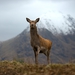 Image for Loch Lomond: A Year in the Wild