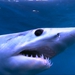 Image for Shark Attack