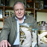 Image for the Nature programme "David Attenborough's Natural Curiosities"
