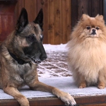 Image for the Film programme "Step Dogs"