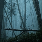 Image for the Film programme "Deep in the Wood"