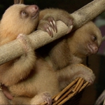 Image for the Nature programme "Animal Babies"