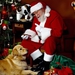 Image for A Dog for Christmas