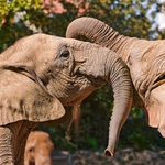 Image for the Nature programme "Wildlife SOS"