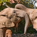 Image for Wildlife SOS