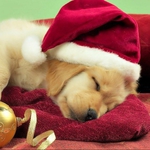 Image for the Film programme "A Puppy for Christmas"