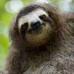 Image for the Documentary programme "Animals Behaving Badly"